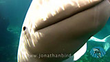 Click for video preview
(Opens in new window) Click for video preview
(Opens in new window)